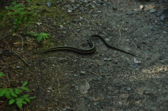 No meio do caminho, tinha uma cobra! (no Parc National de La Mauricie, província de Quebec, no Canadá)